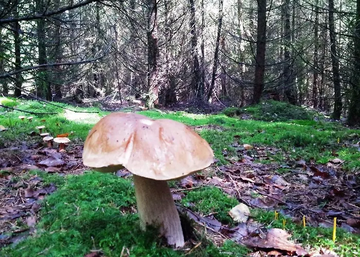 Appartement Beautiful Holdiday In Near The Lake *